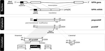 Atrial Natriuretic Peptide31–67: A Novel Therapeutic Factor for Cardiovascular Diseases